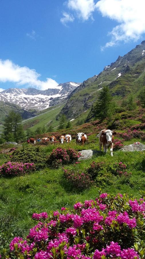 Gaestehaus Zedlacherhof Matrei in Osttirol Ngoại thất bức ảnh